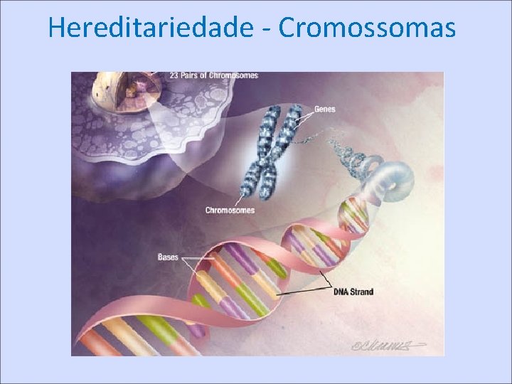 Hereditariedade - Cromossomas 