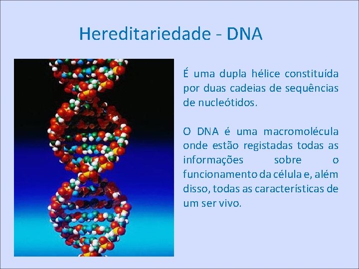 Hereditariedade - DNA É uma dupla hélice constituída por duas cadeias de sequências de