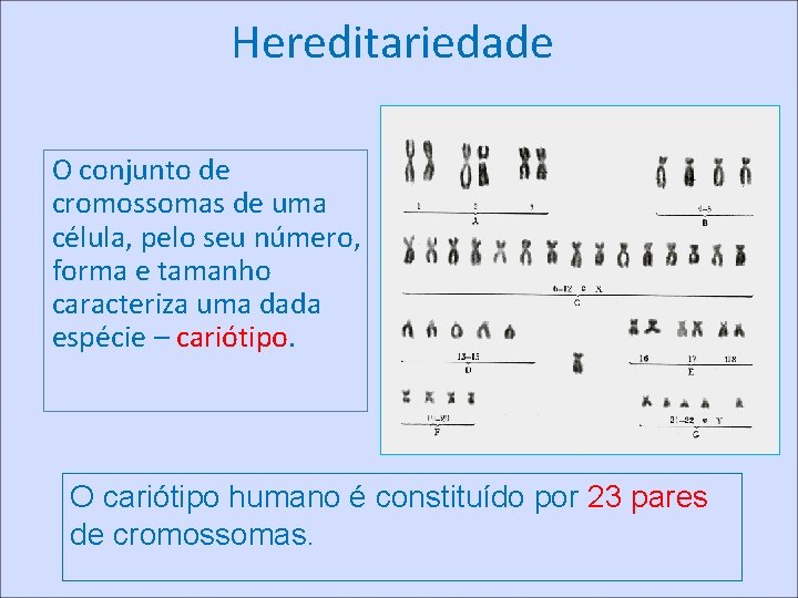 Hereditariedade O conjunto de cromossomas de uma célula, pelo seu número, forma e tamanho