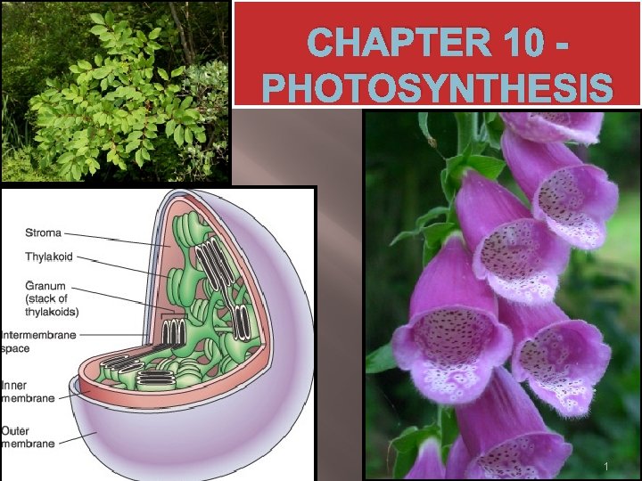 CHAPTER 10 PHOTOSYNTHESIS 1 