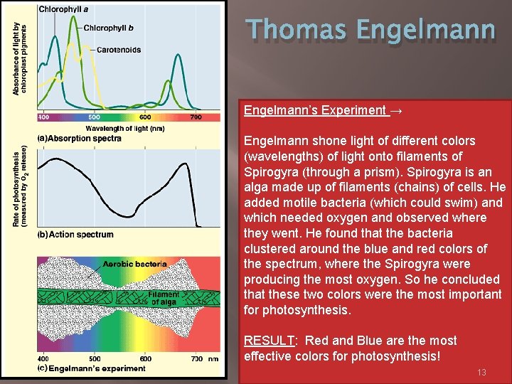 Thomas Engelmann’s Experiment → Engelmann shone light of different colors (wavelengths) of light onto