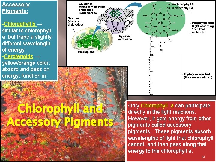 Accessory Pigments: -Chlorophyll b → similar to chlorophyll a, but traps a slightly different