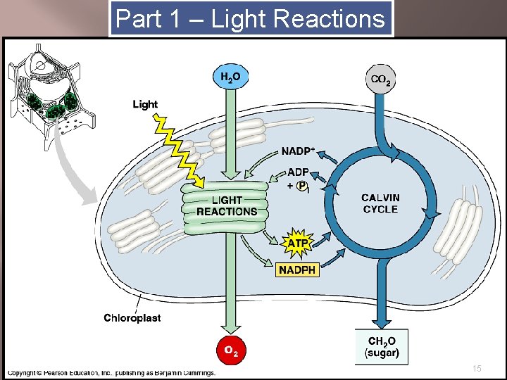 Part 1 – Light Reactions 15 