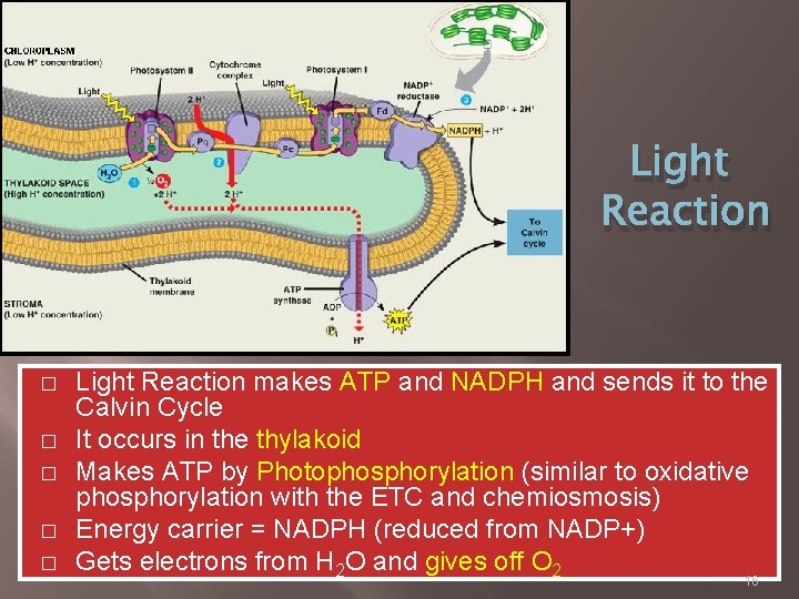 Light Reaction � � � Light Reaction makes ATP and NADPH and sends it