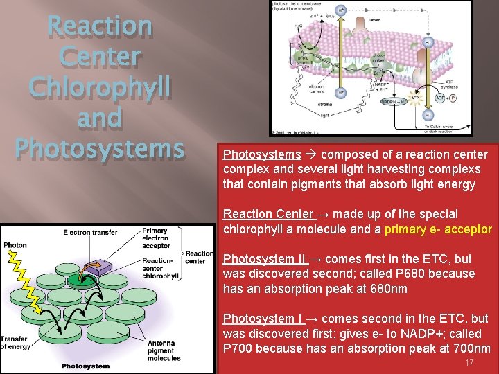 Reaction Center Chlorophyll and Photosystems composed of a reaction center complex and several light