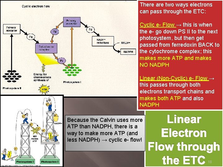 There are two ways electrons can pass through the ETC: Cyclic e- Flow →