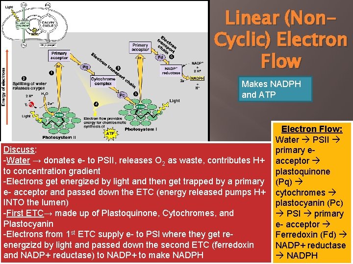 Linear (Non. Cyclic) Electron Flow Makes NADPH and ATP Discuss: -Water → donates e-