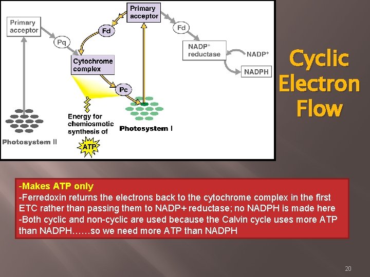 Cyclic Electron Flow -Makes ATP only -Ferredoxin returns the electrons back to the cytochrome