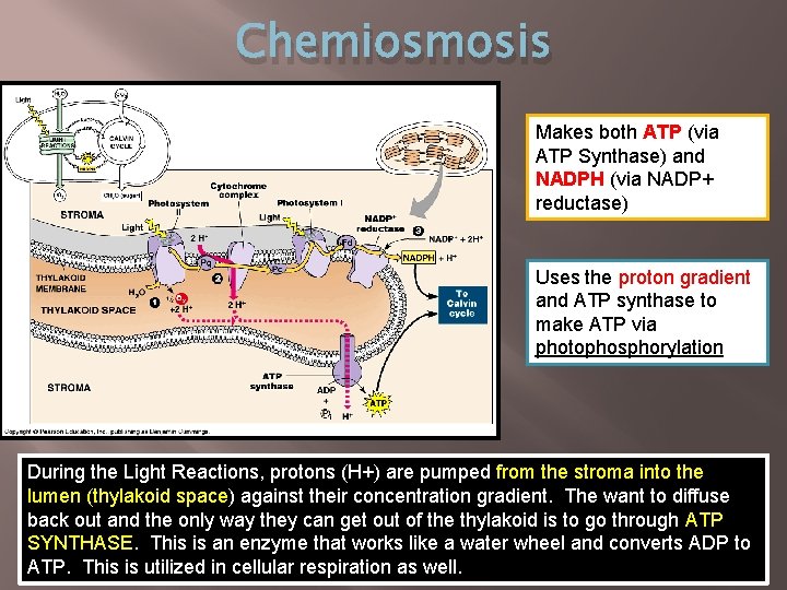 Chemiosmosis Makes both ATP (via ATP Synthase) and NADPH (via NADP+ reductase) Uses the