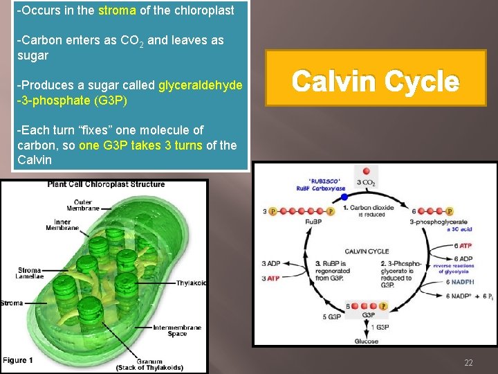 -Occurs in the stroma of the chloroplast -Carbon enters as CO 2 and leaves