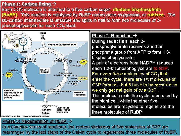 Phase 1: Carbon fixing Each CO 2 molecule is attached to a five-carbon sugar,
