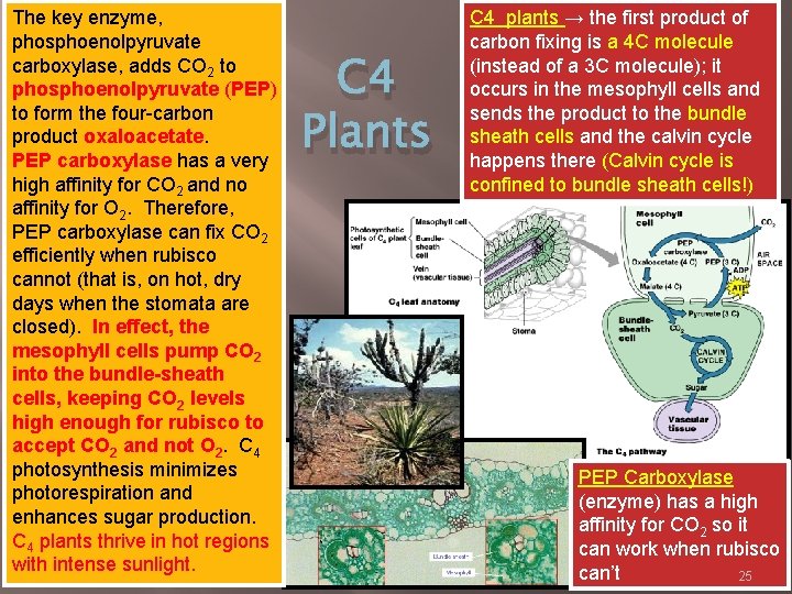 The key enzyme, phosphoenolpyruvate carboxylase, adds CO 2 to phosphoenolpyruvate (PEP) to form the