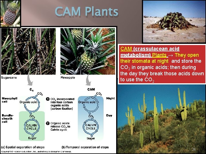 CAM Plants CAM (crassulacean acid metabolism) Plants → They open their stomata at night