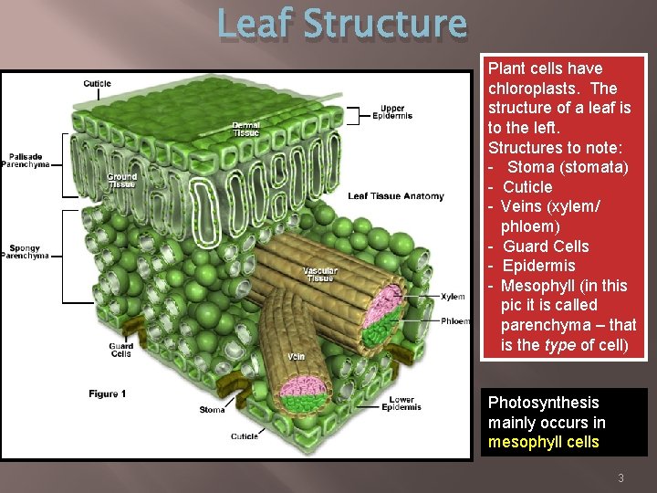 Leaf Structure Plant cells have chloroplasts. The structure of a leaf is to the