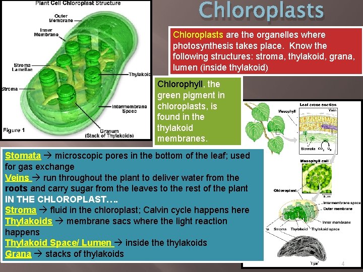 Chloroplasts are the organelles where photosynthesis takes place. Know the following structures: stroma, thylakoid,