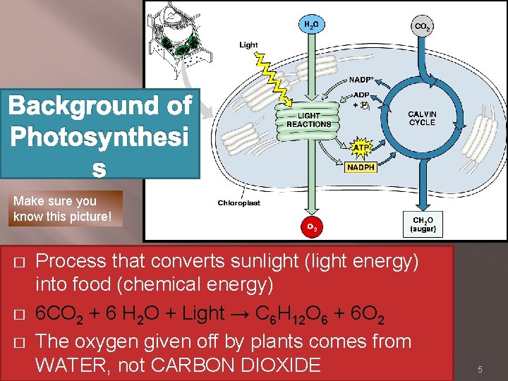 Background of Photosynthesi s Make sure you know this picture! � � � Process