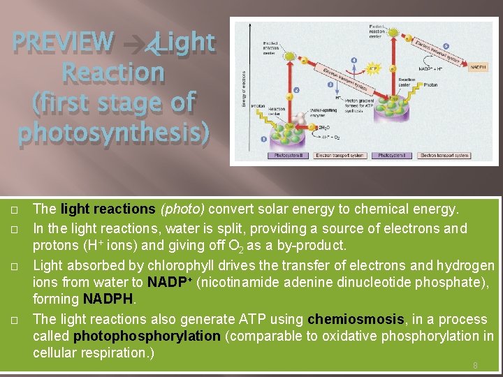 PREVIEW Light Reaction (first stage of photosynthesis) � � The light reactions (photo) convert