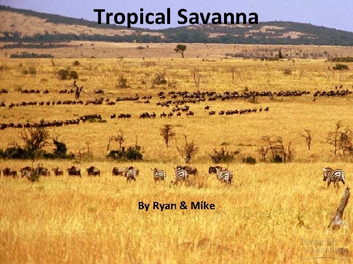 Tropical Savanna By Ryan & Mike 