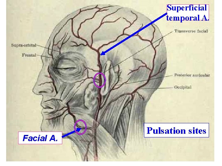 Superficial temporal A. Facial A. Pulsation sites 