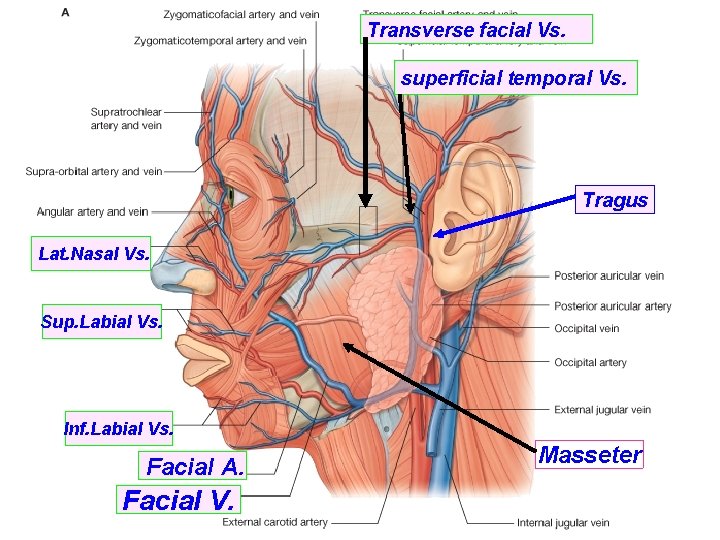 Transverse facial Vs. superficial temporal Vs. Tragus Lat. Nasal Vs. Sup. Labial Vs. Inf.