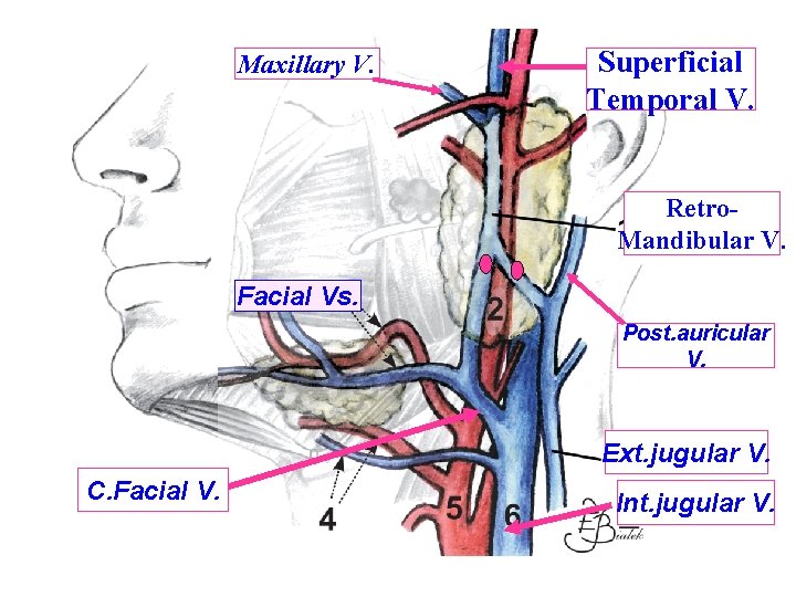 Maxillary V. Superficial Temporal V. Retro. Mandibular V. Facial Vs. Post. auricular V. Ext.