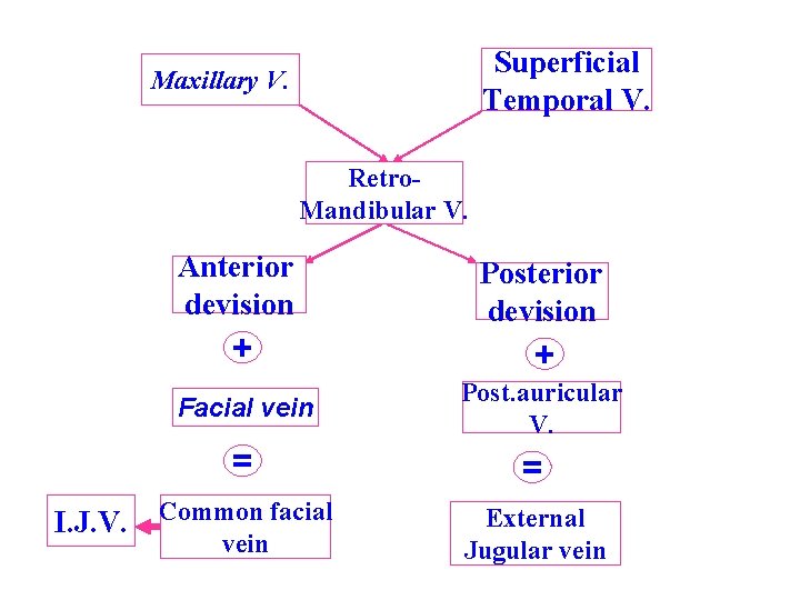 Superficial Temporal V. Maxillary V. Retro. Mandibular V. Anterior devision Posterior devision + +