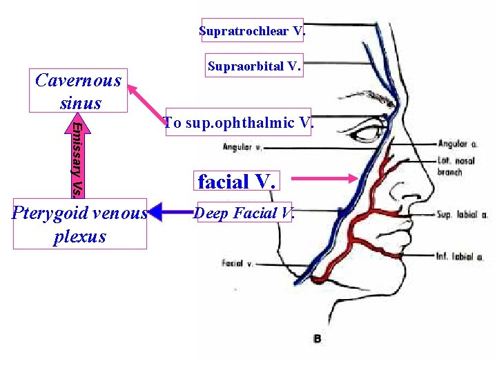 Supratrochlear V. Cavernous sinus Emissary Vs. Pterygoid venous plexus Supraorbital V. To sup. ophthalmic