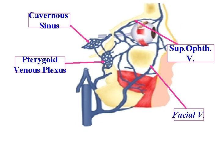 Cavernous Sinus Pterygoid Venous Plexus Sup. Ophth. V. Facial V. 