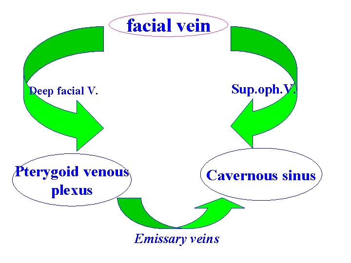 facial vein Sup. oph. V. Deep facial V. Pterygoid venous plexus Cavernous sinus Emissary