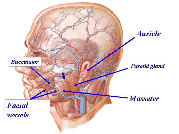 Auricle Buccinator Facial vessels Parotid gland Masseter 