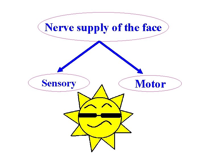 Nerve supply of the face Sensory Motor 