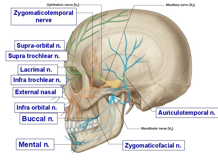 Zygomaticotemporal nerve Supra-orbital n. Supra trochlear n. Lacrimal n. Infra trochlear n. External nasal