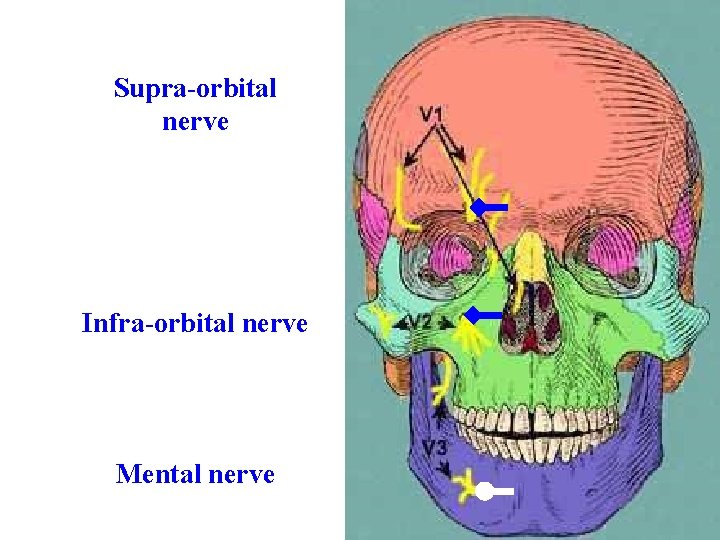 Supra-orbital nerve Infra-orbital nerve Mental nerve 