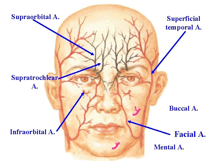 Supraorbital A. Superficial temporal A. Supratrochlear A. Buccal A. Infraorbital A. Facial A. Mental
