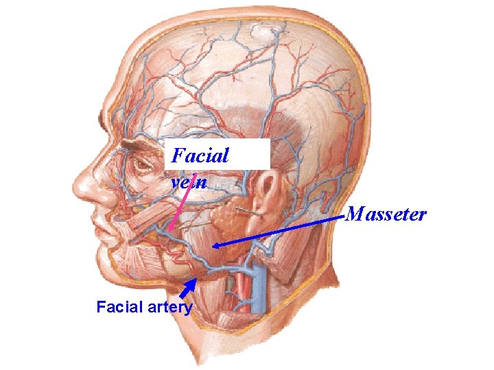 Facial vein Masseter Facial artery 