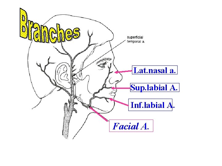 Lat. nasal a. Sup. labial A. Inf. labial A. Facial A. 