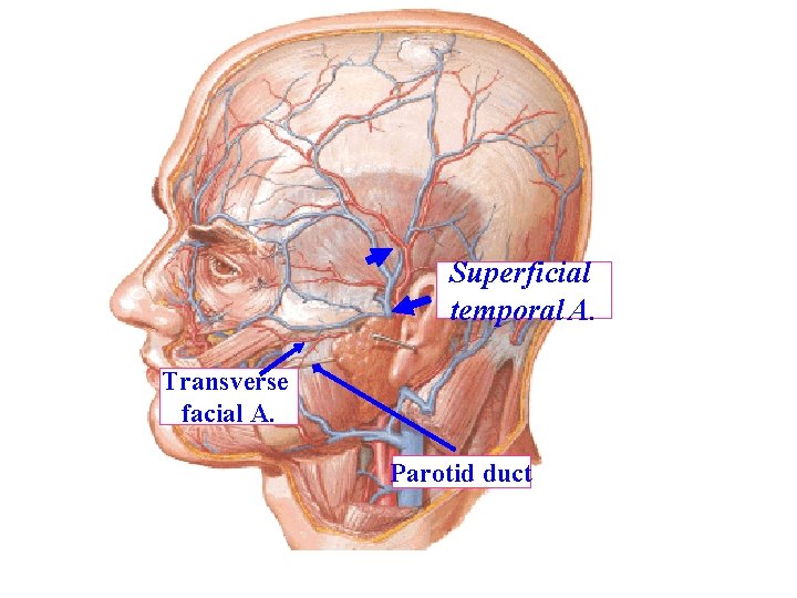 Superficial temporal A. Transverse facial A. Parotid duct 