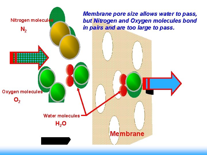 Membrane pore size allows water to pass, but Nitrogen and Oxygen molecules bond in