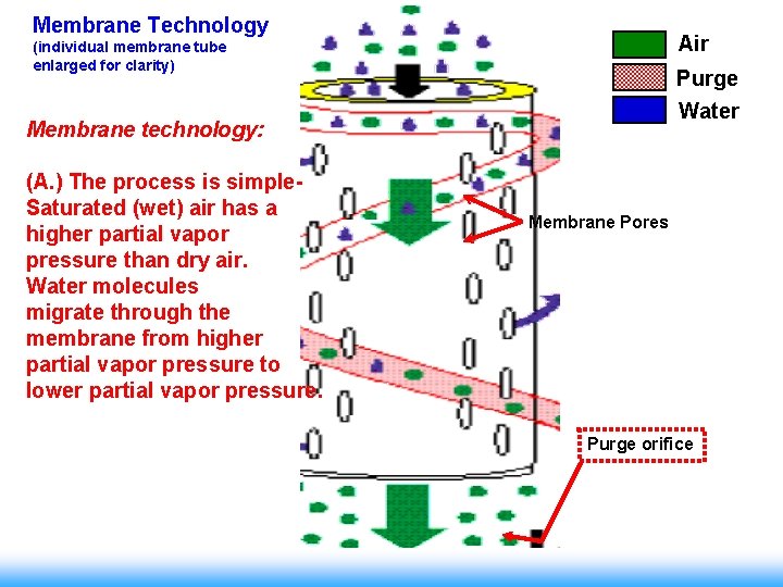 Membrane Technology Air (individual membrane tube enlarged for clarity) Purge Water Membrane technology: (A.