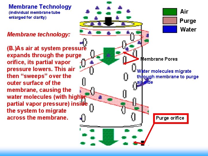 Membrane Technology Air (individual membrane tube enlarged for clarity) Purge Water Membrane technology: (B.