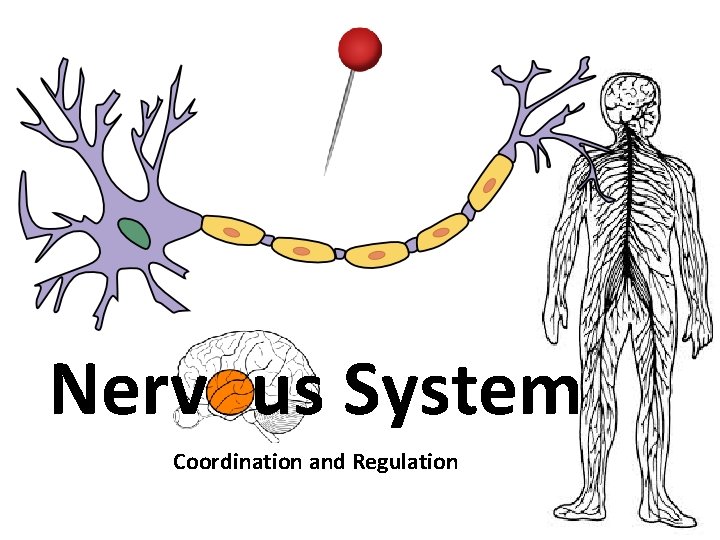 Nervous System Coordination and Regulation 