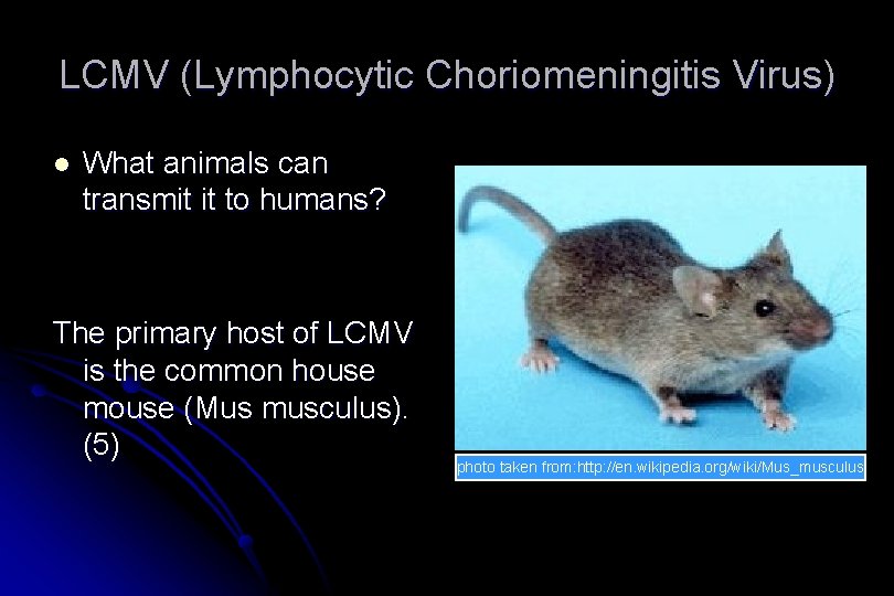 LCMV (Lymphocytic Choriomeningitis Virus) l What animals can transmit it to humans? The primary