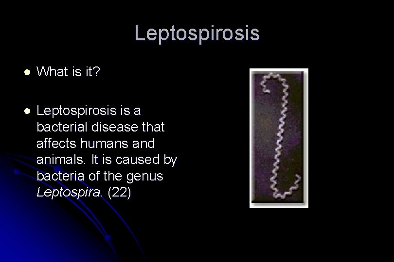 Leptospirosis l What is it? l Leptospirosis is a bacterial disease that affects humans