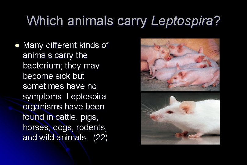 Which animals carry Leptospira? l Many different kinds of animals carry the bacterium; they