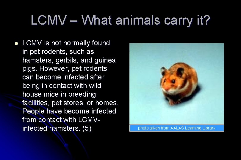 LCMV – What animals carry it? l LCMV is not normally found in pet