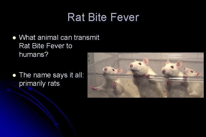 Rat Bite Fever l What animal can transmit Rat Bite Fever to humans? l