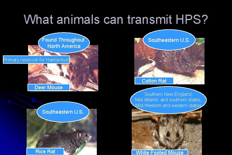 What animals can transmit HPS? Found Throughout North America Southeastern U. S. Primary reservoir