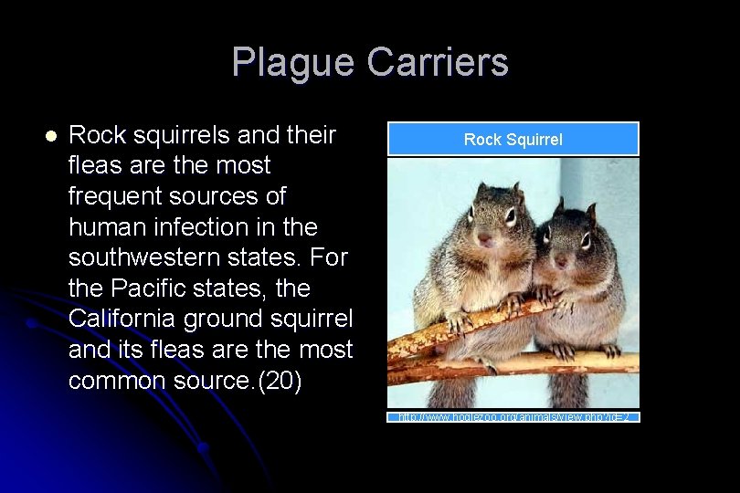 Plague Carriers l Rock squirrels and their fleas are the most frequent sources of