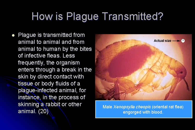 How is Plague Transmitted? l Plague is transmitted from animal to animal and from