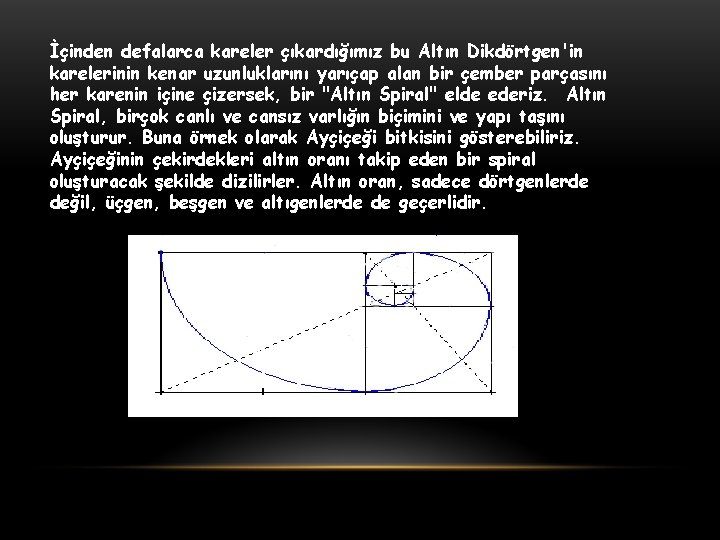 İçinden defalarca kareler çıkardığımız bu Altın Dikdörtgen'in karelerinin kenar uzunluklarını yarıçap alan bir çember